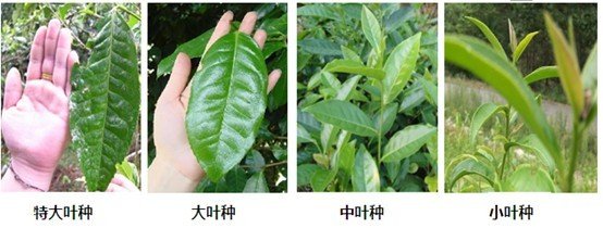 摘茶葉最快的方法，采摘茶葉怎么才能快？
