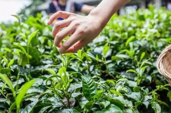 綠茶加工工藝流程圖，綠茶的加工制作包含哪幾個步驟？