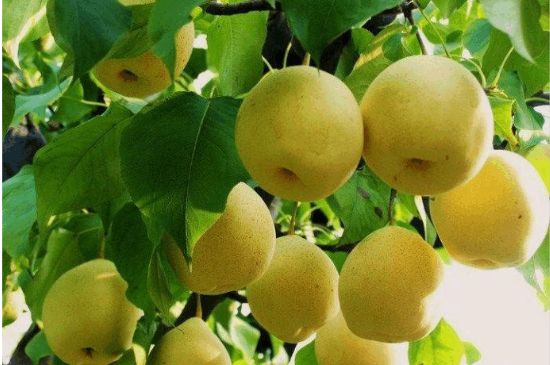 一把真正的本山綠泥壺最低多少錢(qián)，什么價(jià)格能買(mǎi)到本山綠泥紫砂壺？