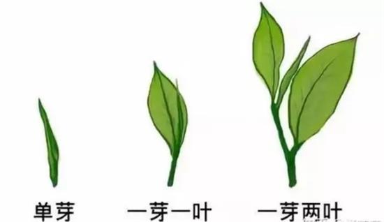 摘茶葉最快的方法，采摘茶葉怎么才能快？