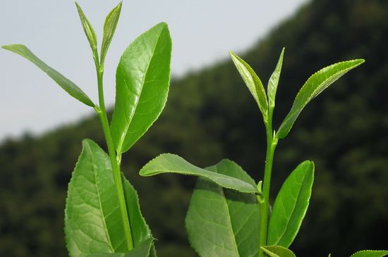 單樅茶什么季節(jié)最好喝，鳳凰單叢茶春茶好還是秋茶好？