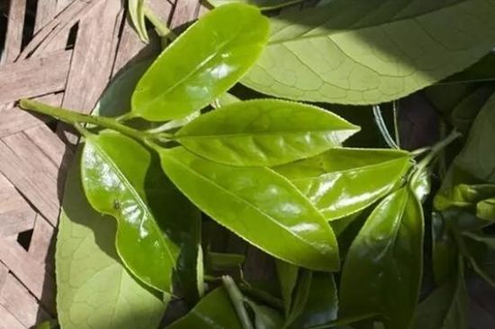 鴨屎香茶哪些人不能飲，什么人不能喝鴨屎香