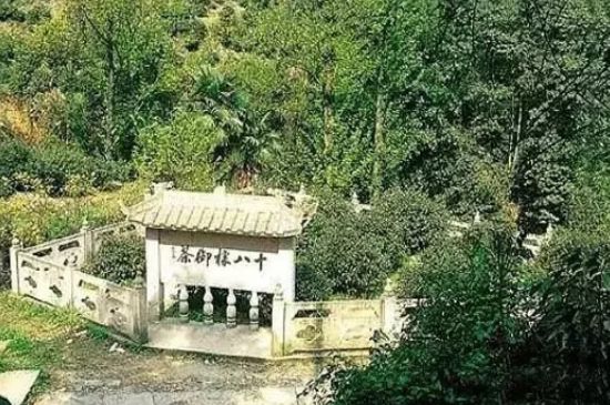 母樹大紅袍給誰喝了，為什么母樹大紅袍叫三棵六株？