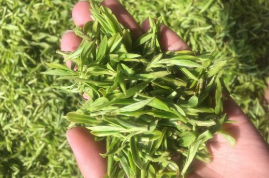 龍井好喝還是毛尖好喝，綠茶是龍井好還是毛尖好？
