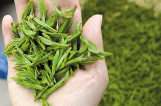 潮汕炒茶屬于什么茶，潮汕炒茶是綠茶嗎？