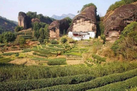 馬頭巖肉桂是大紅袍嗎，大紅袍肉桂屬于什么茶？