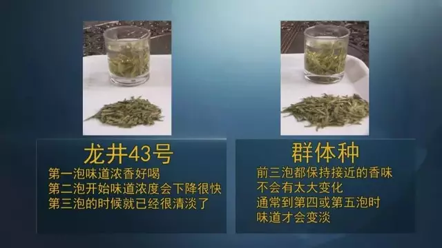 龍井群體種和43號(hào)的區(qū)別圖片，龍井43和群體種哪個(gè)好喝？