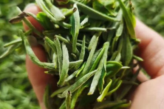 金壇雀舌算不算好茶，金壇雀舌屬于什么檔次茶葉？
