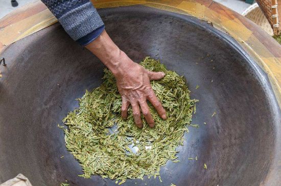 雀舌有一股青草味，雀舌為什么有青草味？