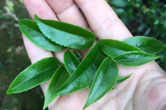 鋸朵仔跟鴨屎香哪個(gè)貴，鋸朵子和鴨屎香哪個(gè)好喝？