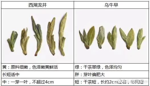 烏牛早和龍井的區(qū)別圖片，龍井43號和烏牛早茶的對比