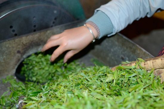 雀舌有一股青草味，雀舌為什么有青草味？