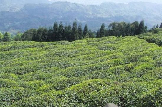 蒙頂山茶種類，蒙頂山哪種茶好？
