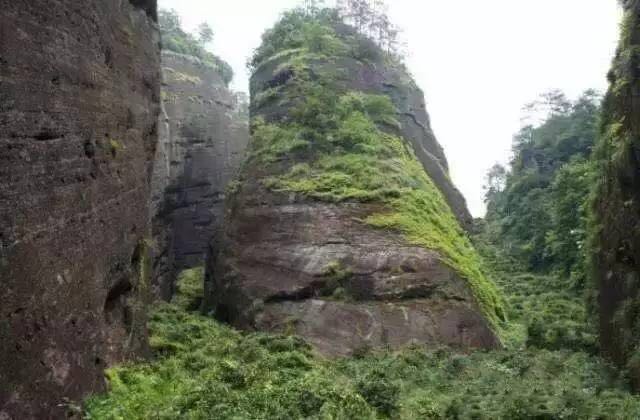 武夷山為什么盛產(chǎn)茶葉，武夷山茶為什么好喝？