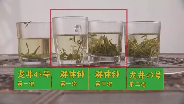 龍井群體種和43號(hào)的區(qū)別圖片，龍井43和群體種哪個(gè)好喝？