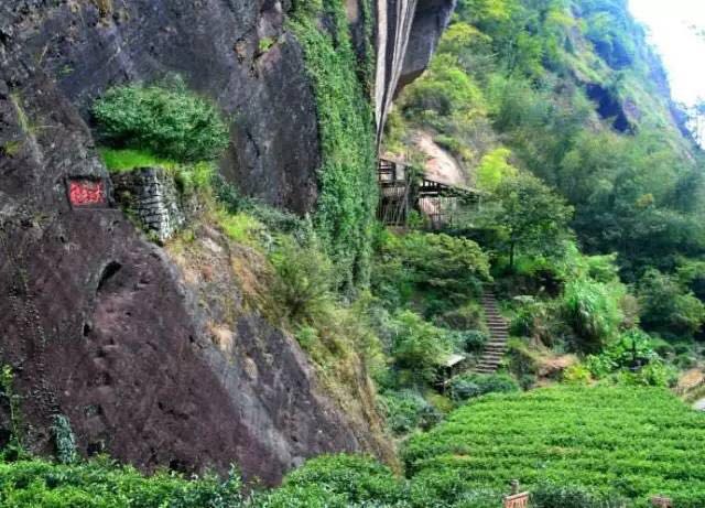 武夷山為什么盛產(chǎn)茶葉，武夷山茶為什么好喝？