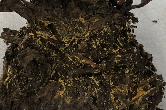 怎么知道涇渭茯茶是否變質(zhì)，茯磚茶金花和發(fā)霉的區(qū)別
