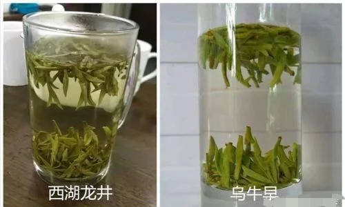 烏牛早和龍井的區(qū)別圖片，龍井43號和烏牛早茶的對比