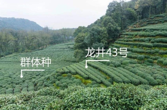 43號龍井屬于好茶嗎，龍井茶43號是什么意思？