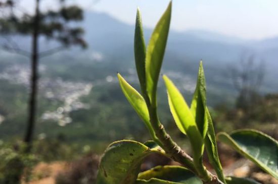 鳳凰單樅什么人不能喝，哪些人不能飲單叢茶
