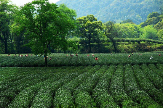 蘇州碧螺春東山好還是西山好，洞庭碧螺春西山和東山哪個(gè)好？