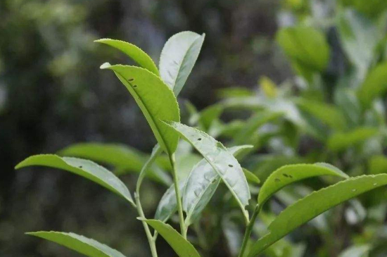 單叢茶十大香型以及常見品種大全，潮安鳳凰單樅十大名香歸類