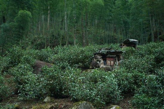 300塊錢的金駿眉能喝嗎，兩三百多金駿眉和一千多區(qū)別