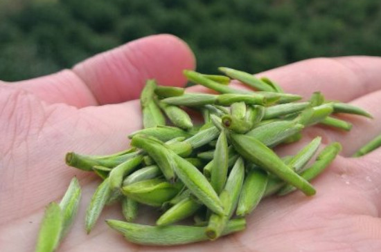 什么綠茶茶葉唇齒留香，哪個品種綠茶香氣好？