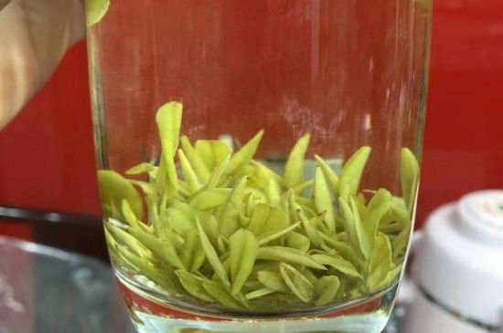 茶中奇葩黃金芽，安吉白茶中黃金芽的特點