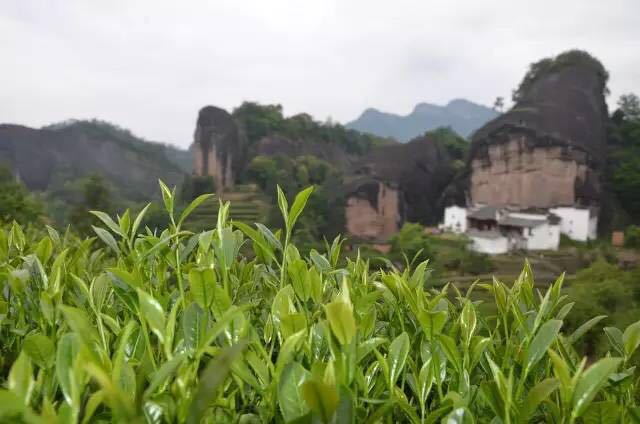 武夷山為什么盛產(chǎn)茶葉，武夷山茶為什么好喝？