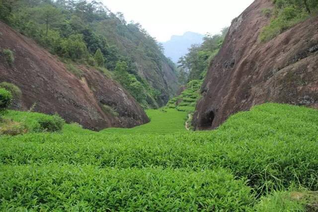 武夷山為什么盛產(chǎn)茶葉，武夷山茶為什么好喝？