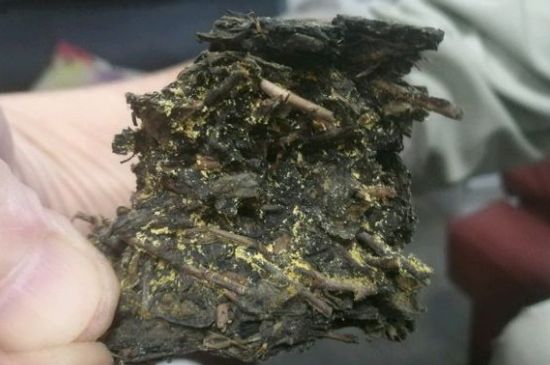 伏茶里的金花是黃曲霉素嗎，金花茯茶里的是什么菌