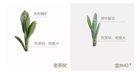 43號龍井屬于好茶嗎，龍井茶43號是什么意思？
