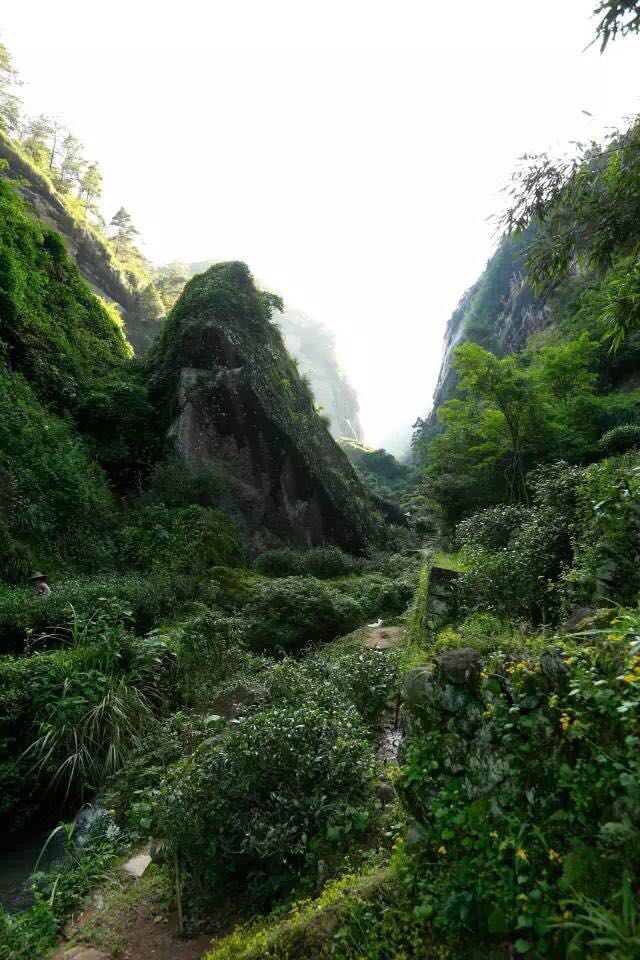 武夷山為什么盛產(chǎn)茶葉，武夷山茶為什么好喝？