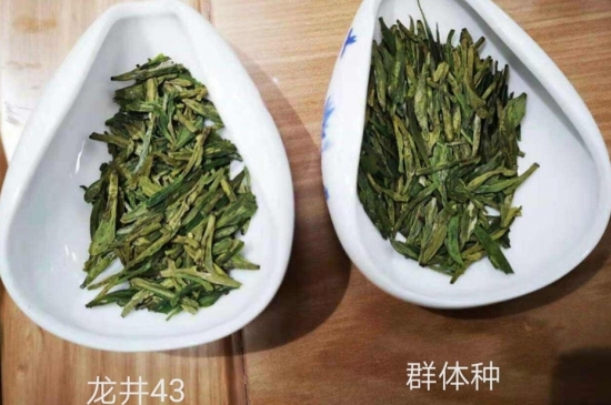 43號龍井屬于好茶嗎，龍井茶43號是什么意思？