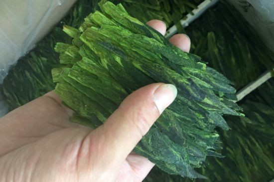 什么綠茶味道濃香，那個綠茶比較濃香？