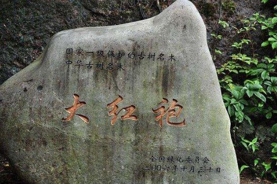 母樹大紅袍給誰喝了，為什么母樹大紅袍叫三棵六株？
