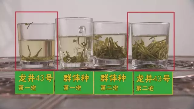 烏牛早和龍井的區(qū)別圖片，龍井43號和烏牛早茶的對比