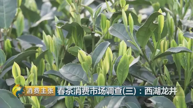龍井群體種和43號(hào)的區(qū)別圖片，龍井43和群體種哪個(gè)好喝？