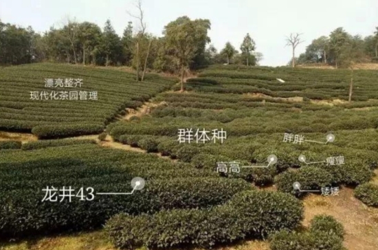 43號龍井屬于好茶嗎，龍井茶43號是什么意思？