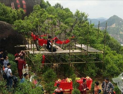 宋種一號價值為什么高，鳳凰單樅宋種1號價格與產量多少？