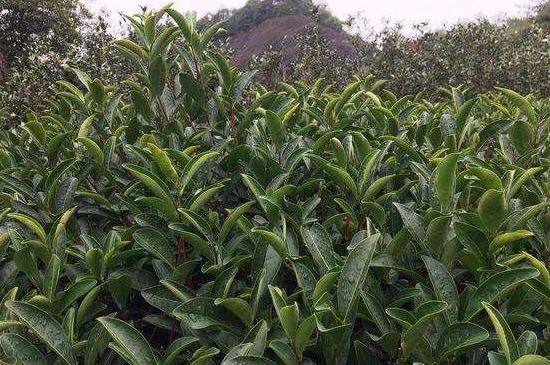 馬頭巖肉桂是大紅袍嗎，大紅袍肉桂屬于什么茶？