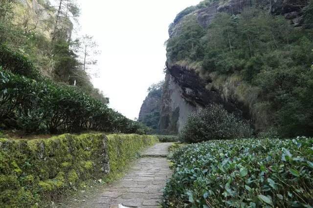 武夷山為什么盛產(chǎn)茶葉，武夷山茶為什么好喝？