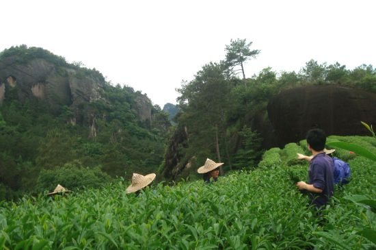 肉桂茶和大紅袍哪個貴，武夷山肉桂與大紅袍的價格比較