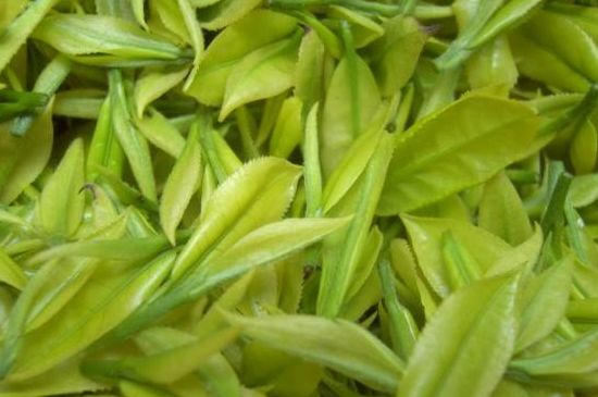 茶中奇葩黃金芽，安吉白茶中黃金芽的特點