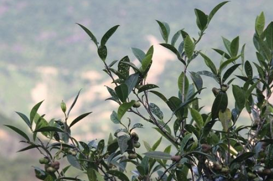 單叢茶十大香型以及常見品種大全，潮安鳳凰單樅十大名香歸類
