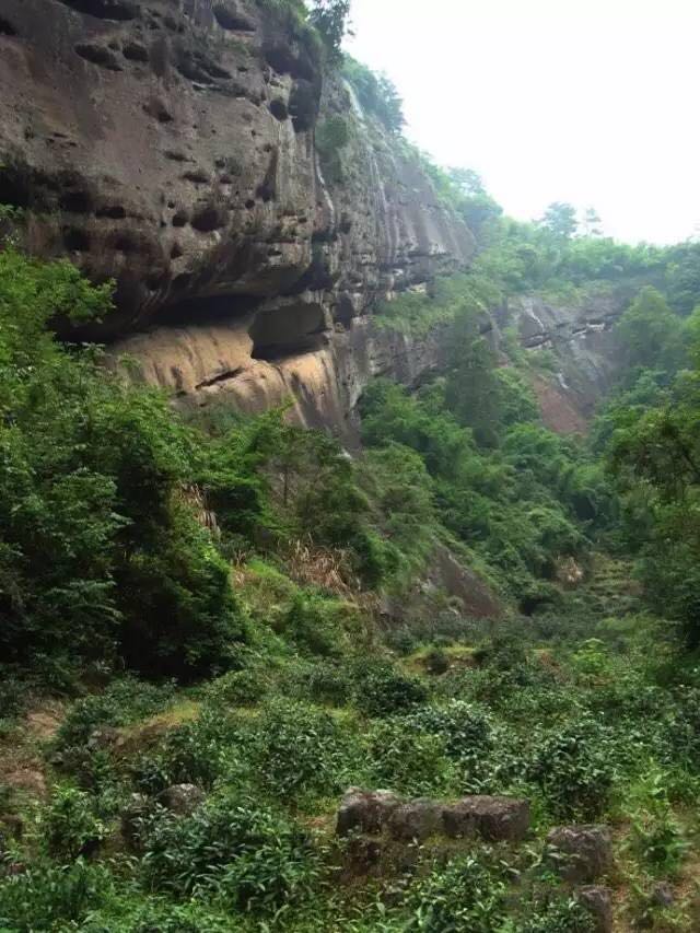 武夷山為什么盛產(chǎn)茶葉，武夷山茶為什么好喝？