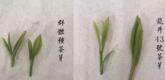 43號龍井屬于好茶嗎，龍井茶43號是什么意思？