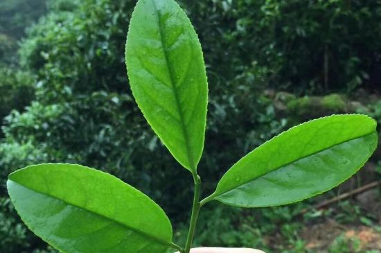 鋸朵仔跟鴨屎香哪個(gè)貴，鋸朵子和鴨屎香哪個(gè)好喝？