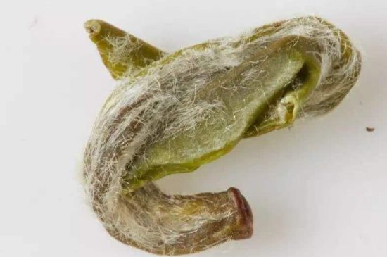羊巖勾青是綠茶嗎，羊巖勾青茶屬于什么茶？